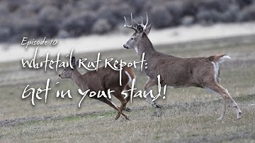 Rut Report - Lock Down