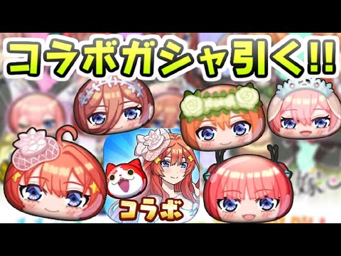 ぷにぷに 五等分の花嫁コラボイベント攻略生放送！ガシャからクリアまでいけるかな！？　妖怪ウォッチぷにぷに　レイ太