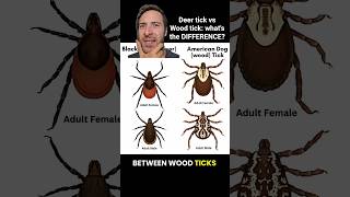 DEER ticks vs WOOD ticks: how to tell them apart