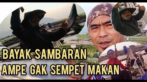 mancing di KJA banyak sambaran || mancing jatiluhur terbaru 2022