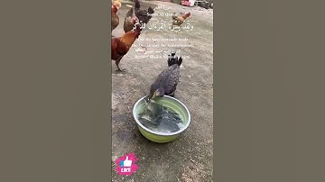 الآية (17) | من سورة القمر #دعاء_ورسالة Surah Al-Qamar