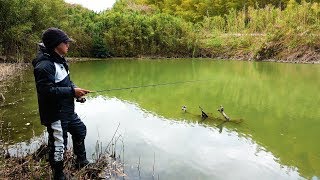 【超入れ食い】まさかの無双。「道路横の小さい池」で衝撃の連続HIT！！！