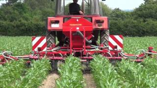 Maize undersown crops - how it works!