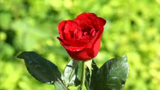 The Most Relaxing Music Ever! Slow down   by Paul Collier 11   YouTube4