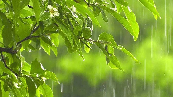 Rain Sounds 10 Hours:The Sound of Rain Meditation,Autogenc Training, Deep Sleep,Relaxing