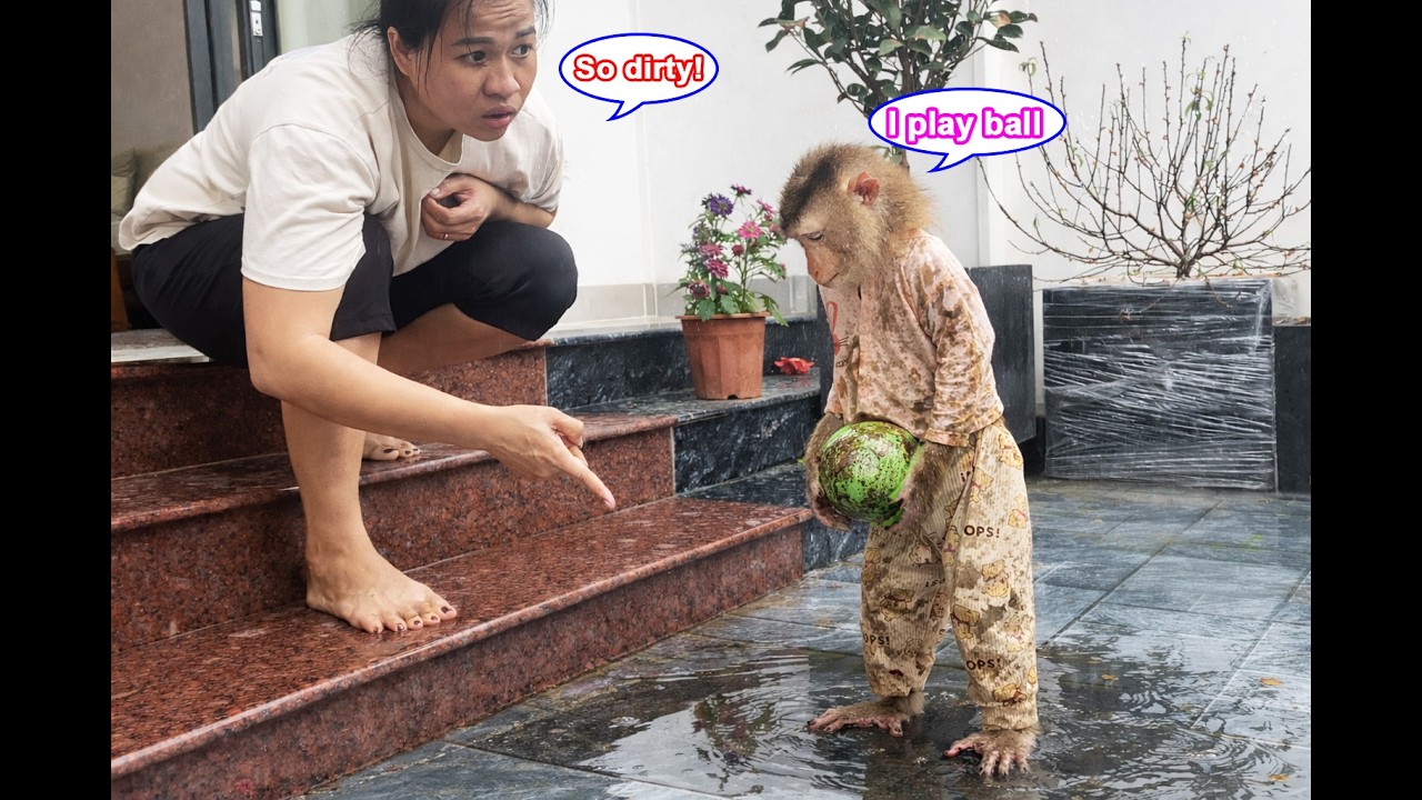 Monkey Lyly was so engrossed in playing ball that she forgot she had just finished bathing, and then