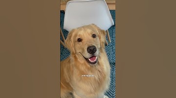 He’s always there.. 😂 #goldenretriever #dogmom #comedy #dogs #funnydogs #shorts #reels #tiktok