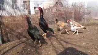 Shamo / Шамо бойцовые куры  /fighting chickens