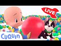 🔴 LIVE 🔴 Learn colors, numbers and shapes with Cuquín | Educational videos for kids