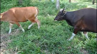 SAPI BALI MULAI BIRAHI PERSIAPAN KAWIN