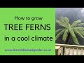 Growing tree ferns - everything you need to know