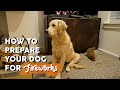 How To Help Dogs Scared of Fireworks 💥