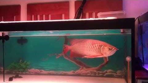 Thức ăn Cá rồng | cá la hán| Food of Arowana, Flower Horn