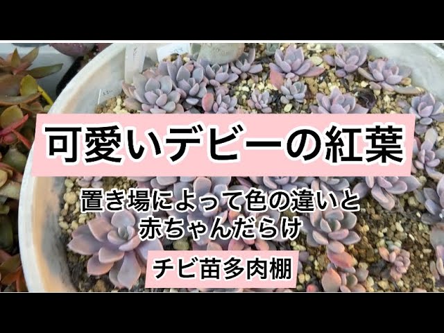 多肉植物・デビー錦・最強の色斑・抜き苗 - 植物/観葉植物