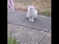 A crazy looking cat at his mom’s house!” 