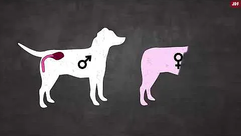 How can you tell if a female dog has been mated?