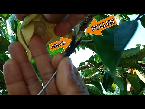 Video: Self-Fruitful Trees - Paano Gumagana ang Self-Pollination Ng Fruit Trees