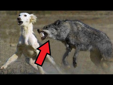 Video: De zwarte wolf is een inwoner van Canada en Alaska