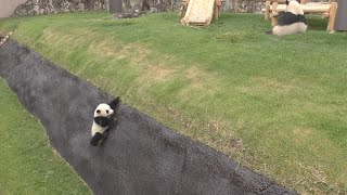 【ひとりで戻れるよ🎶】彩浜🌈雨のモートでらんらんる~ッ✨☂ひなまつり記念🎎【親子パンダ】ノーカット✨Giant Panda -Saihin -☆On a rainy day…☔