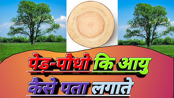 पेड़ की उम्र कैसे पता करे??? | how to know tree age | G20 Education