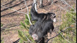 Lucky Day for Former Research Chimpanzees  30 Minute Live Feed