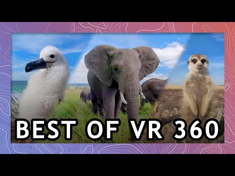 Best of Wild Animals in VR 2021 | Wildlife in 360 VR