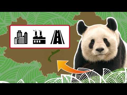 Video: Waar woon pandas natuurlik?