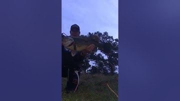 Murray cod on surface 80cm, 110cm Emmaville NSW