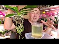 ЖИРНЫЕ КОРНИ ОРХИДЕИ - СОХРАНЯЕМ АТМОСФЕРУ, пересадка орхидеи в грунт для разного полива