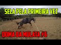 Colocar Sela No Potro Pela Primeira Vez - Doma da Mulata #6