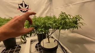 West Coast Croppers - Bad Ass Seeds Magdalene MarsHydro fce8000 TNB Naturals Cronk Nutrients GrowTek