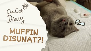 Tanya Dokter Hewan: Steril / Neuter Pada Kucing Jantan   Cia Cat Diary  Ep 43