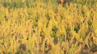 Quinoa farming in india