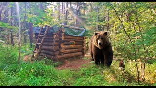 ВЕРНУЛИСЬ НА ТАЁЖНУЮ ИЗБУ СПУСТЯ МЕСЯЦ. МЕДВЕДЬ РЯДОМ. СОБИРАЕМ ГРИБЫ И ГОТОВИМ ШАШЛЫК НА КОСТРЕ!