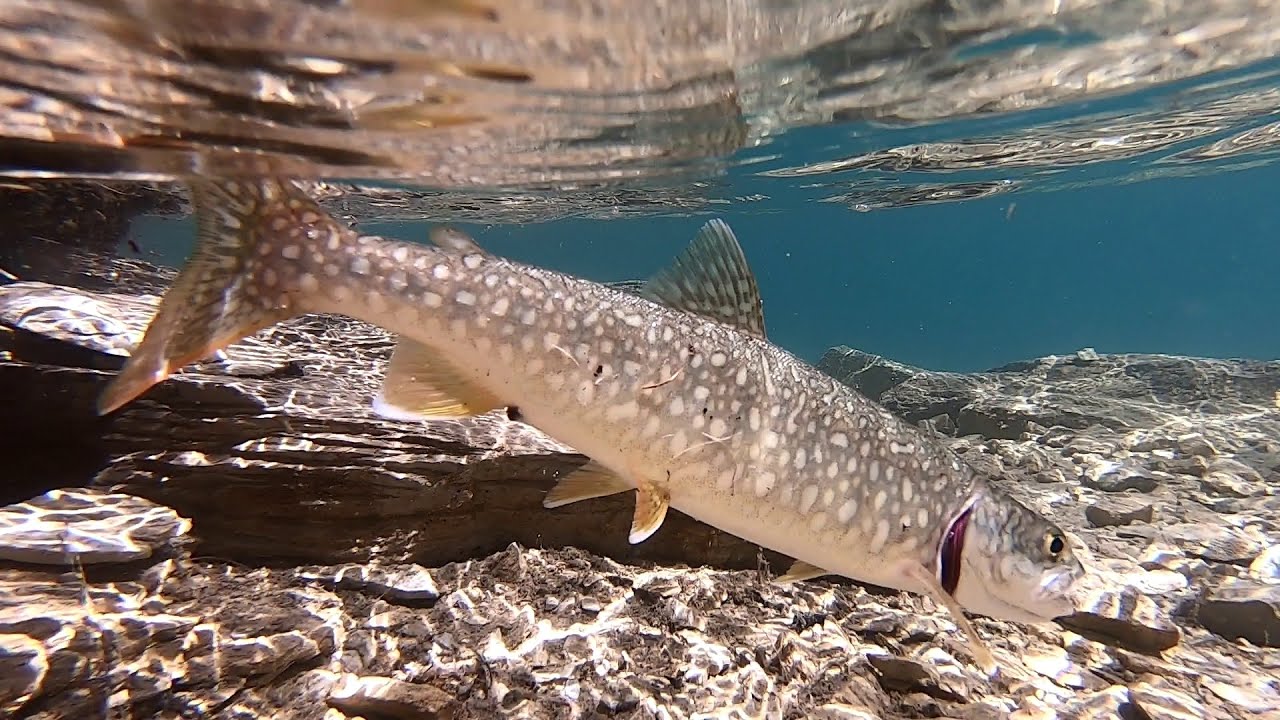 Lac de la Plagne 2020