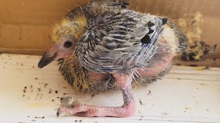 видео: 🦜 ИСТОРИЯ ПТЕНЦА НАЙДЕННОГО НА БАЛКОНЕ! картинка: 🦜 ИСТОРИЯ ПТЕНЦА НАЙДЕННОГО НА БАЛКОНЕ!