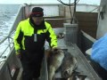 КОЛДОВСКАЯ рыбалка HELNESSUND BRYGGER