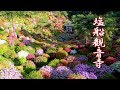 TOKYO. The Azaleas of Shiofune Kannon-ji Temple. #塩船観音寺 #4K
