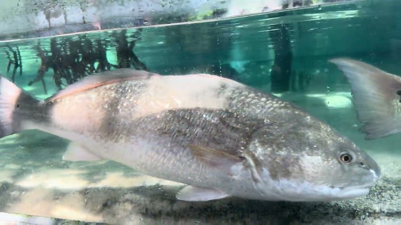 The Florida Aquarium (Happy Labor Day)