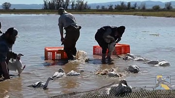 Rocket netting and banding of geese