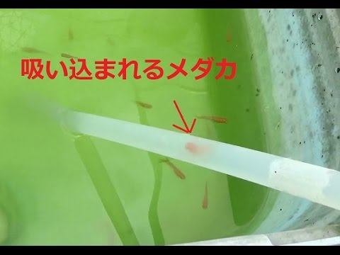 水槽掃除中によくメダカが吸い込まれます 楊貴妃めだか水槽 Japanese Medak Youtube