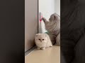 This Door Wasn’t Meant to Open Like This… 🫢#cat #kitten #shorts