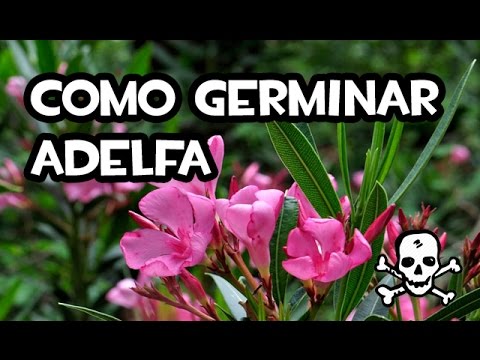 Video: Recolección de semillas de adelfa para plantar: Cómo cultivar adelfa a partir de semillas