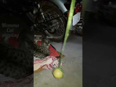 Cat play with Hanging Ball #Shorts