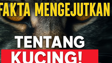 Fakta Unik Kucing yang Bikin Kamu Semakin Cinta Sama Mereka! #facts #faktakucing #cat
