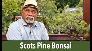 187) Scots Pine Summer Care - Bonsai Trees for Beginners Series