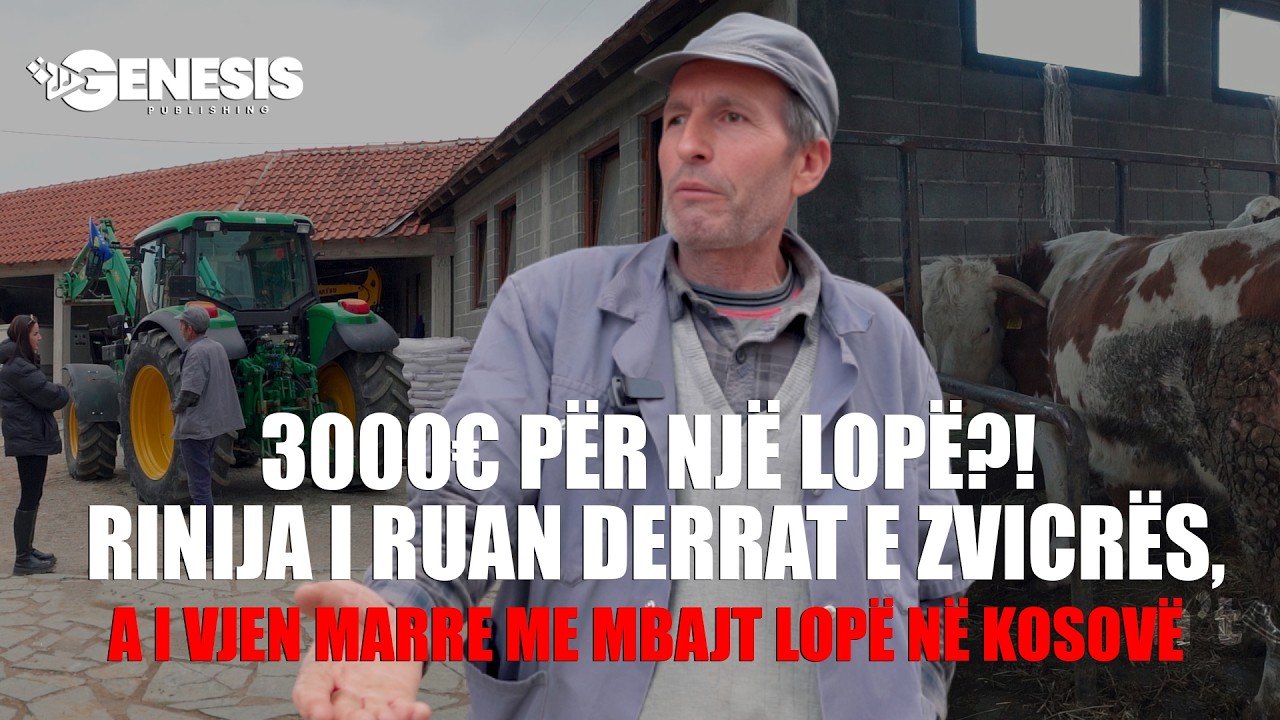 3000€ për një lopë?! Rinija i ruan derrat e Zvicrës, a i vjen marre me mbajt lopë në Kosovë