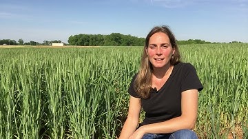 Checking Wheat for Cold Damage