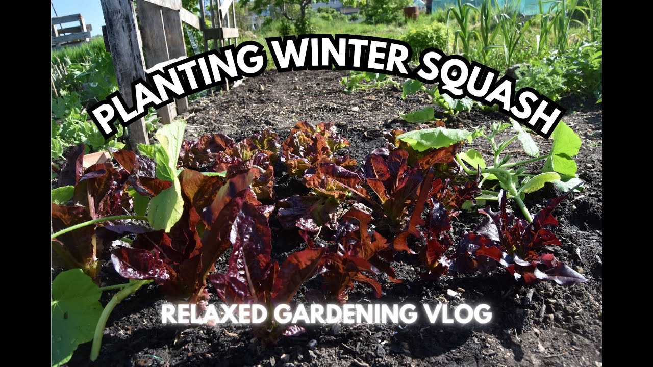 Planting Winter Squash Polytunnel Update And Apple Pest Control planting-winter-squash-polytunnel-update-and-apple-pest-control