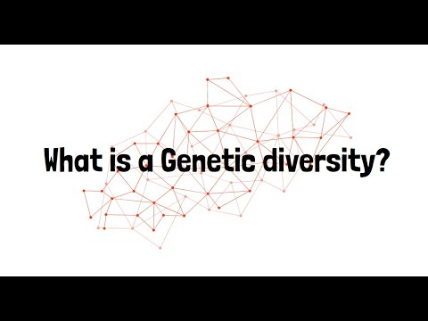 Video: Čo je genetická diverzita a jej príklad?